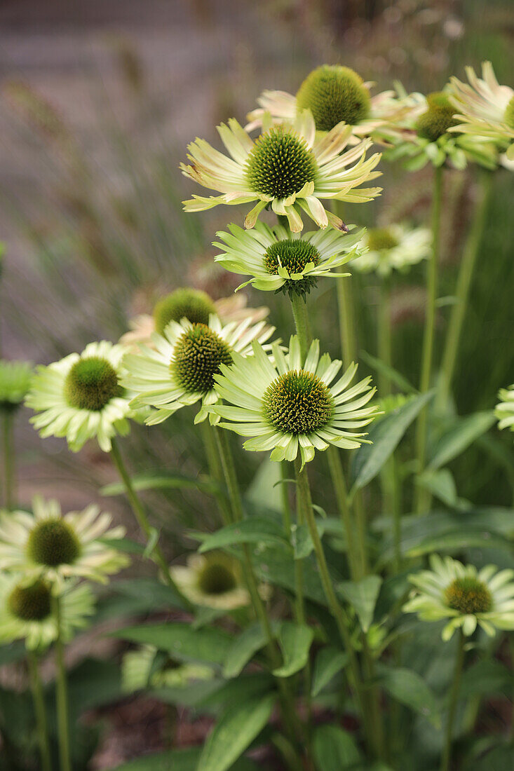 'Green Jewel' Echinacea