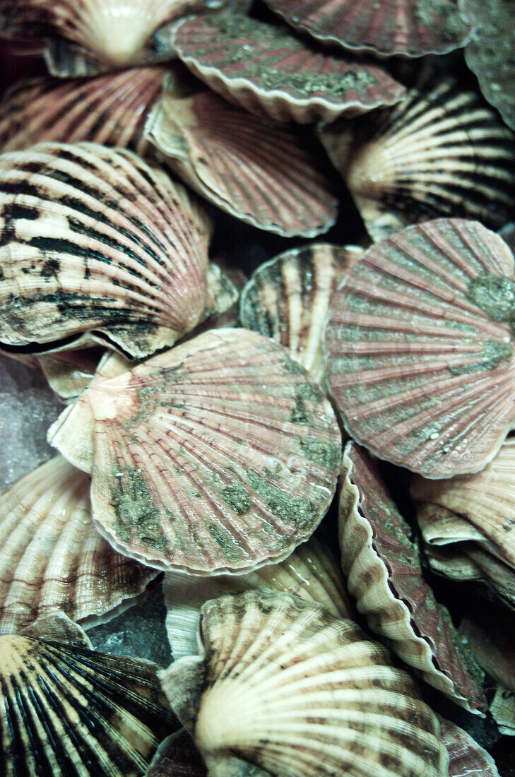 Scallops