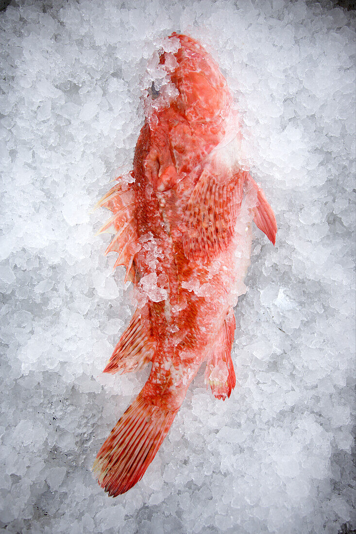 One Scorpion Fish