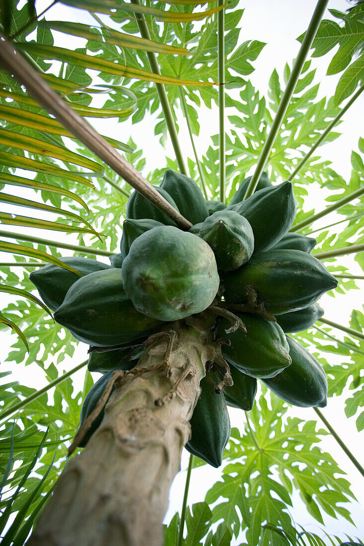 Papayas on the papaya tree