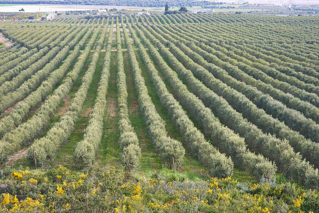 Olivenplantage, Provinz Tarent in Apulien, Italien