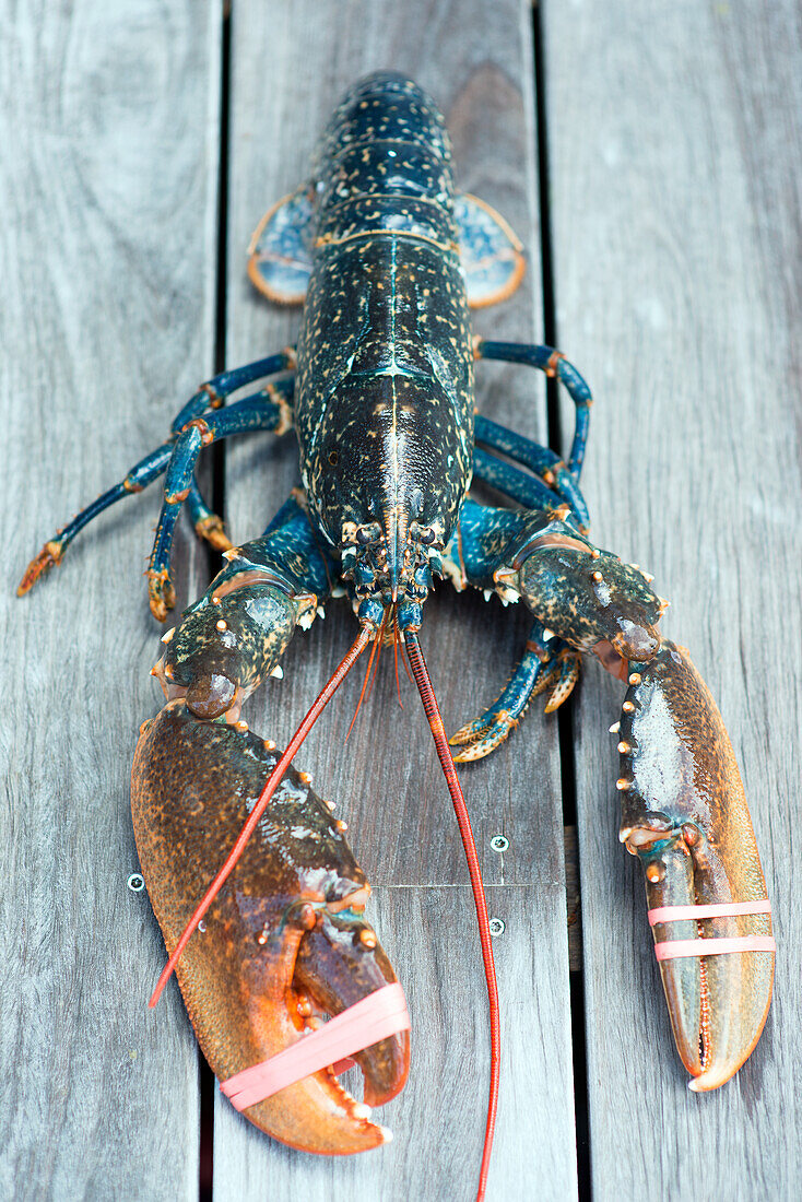 A fresh, blue Breton lobster