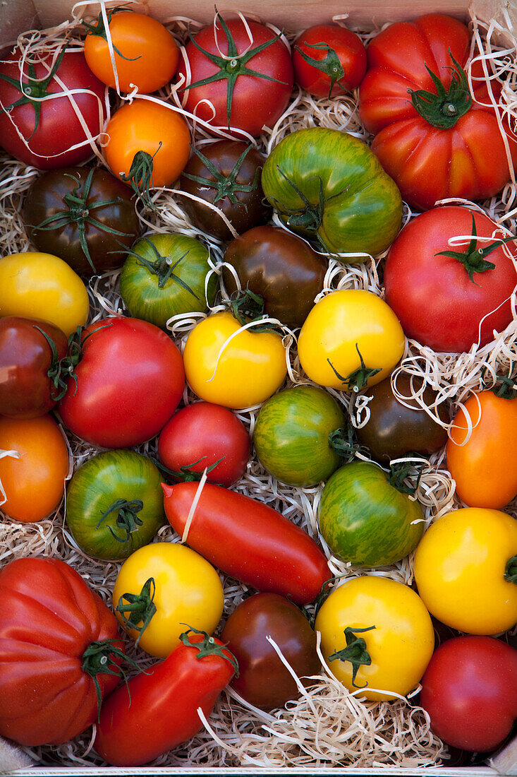 Colorful tomato varieties