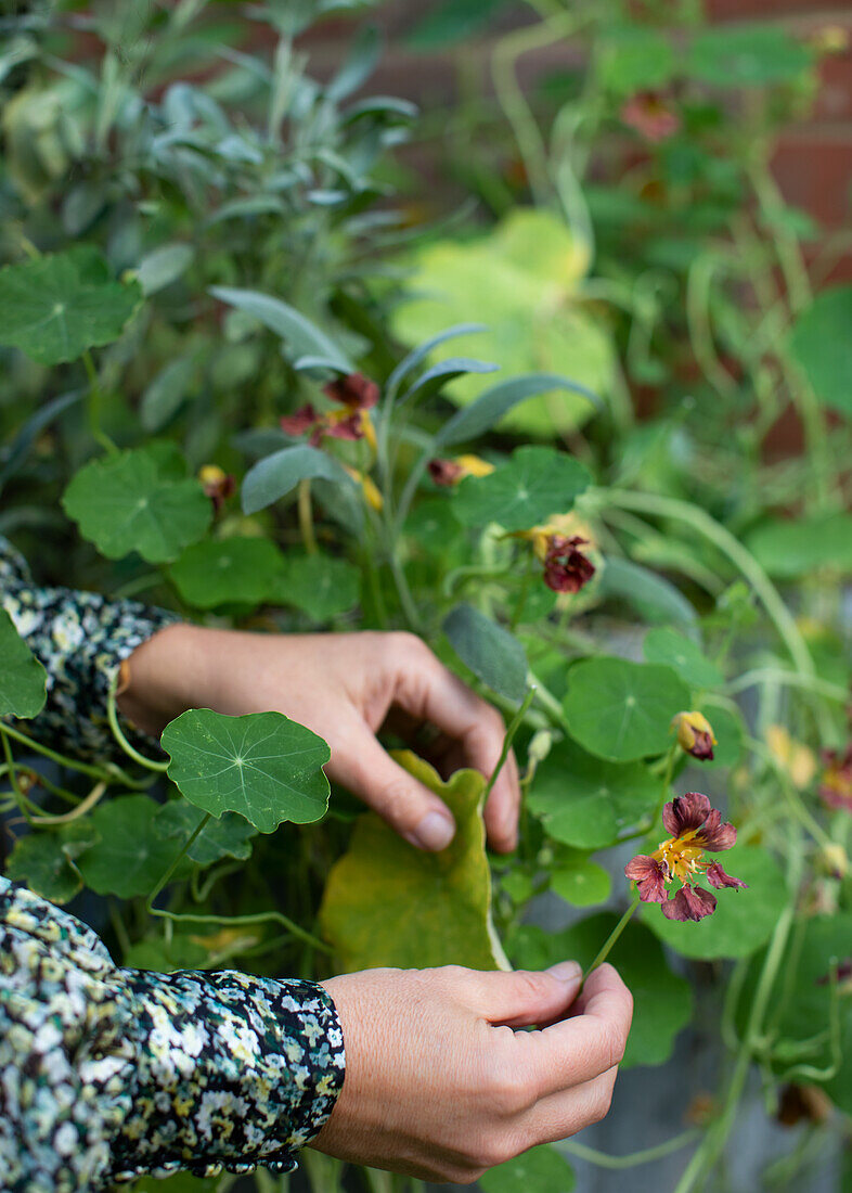 Harvesting nasturtium