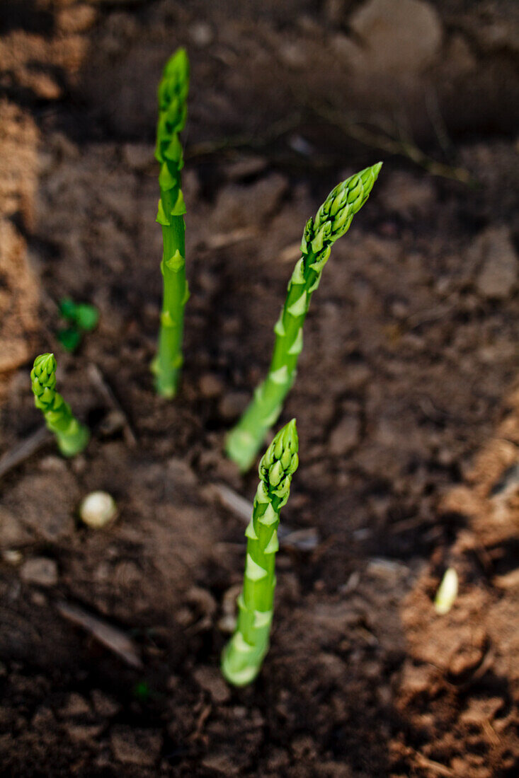 Green asparagus in soil just before harvest