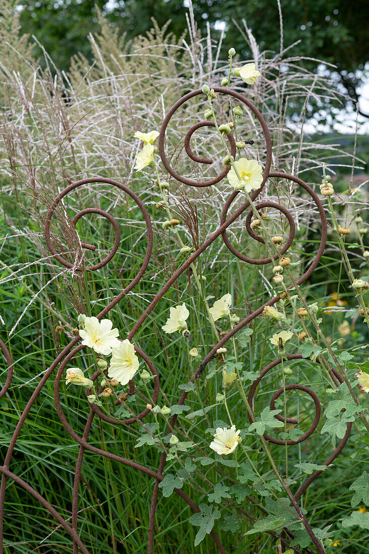 Perennial climbing structure in the flower bed with yellow hollyhock and Chinese Silver Grass