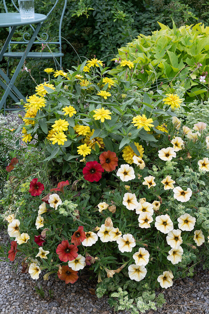 Petunia Beautical 'French Vanilla' 'Cinnamon', Zinnia, Mint 'Calixte' and Sweet Potato