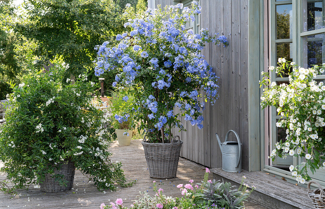 Blue leadwood and jasmine nightshade in baskets on the terrace