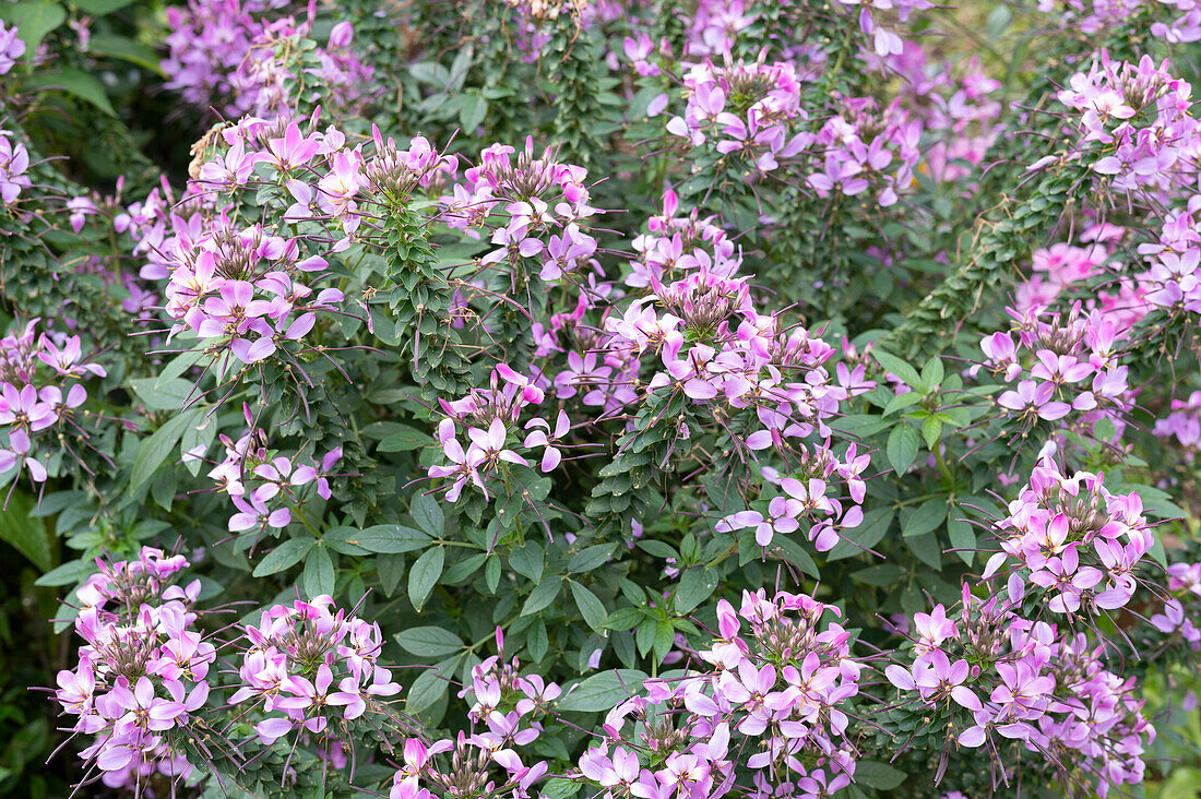 Cleome Senorita Rosalita