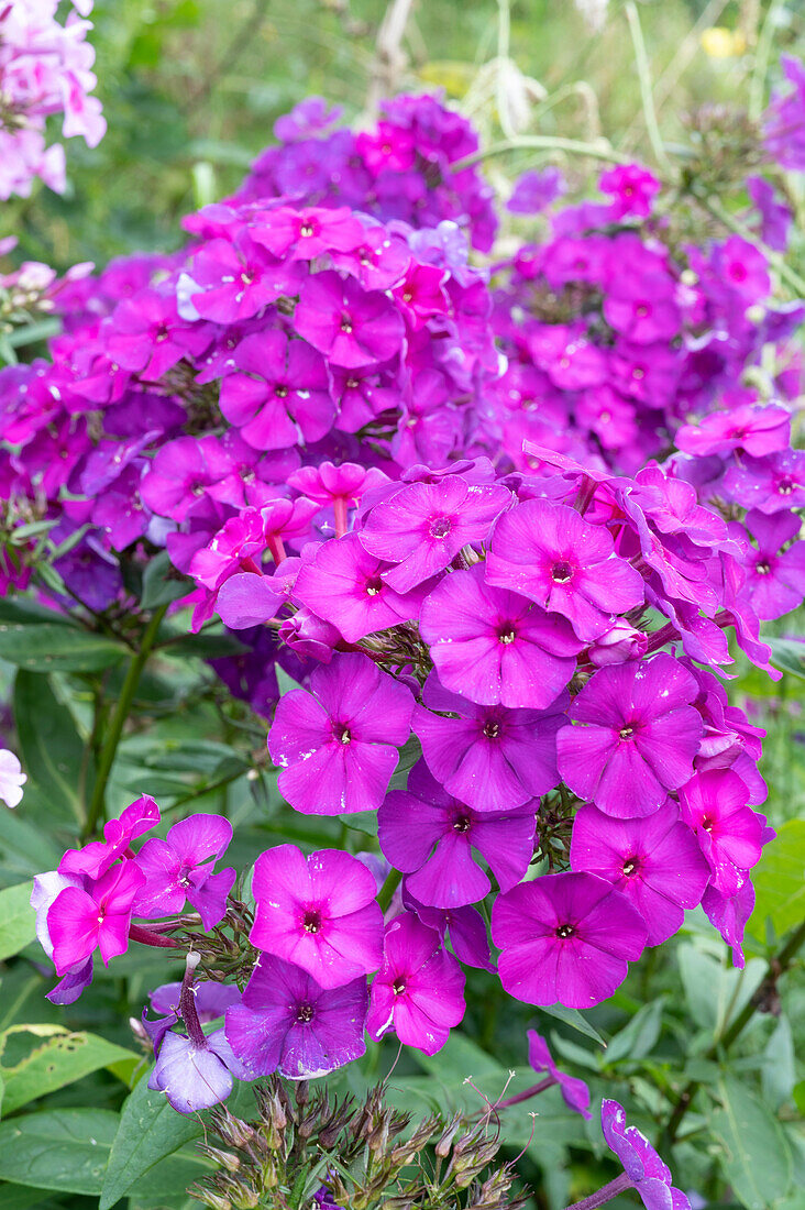 Perennial Phlox 'Duesterlohe'