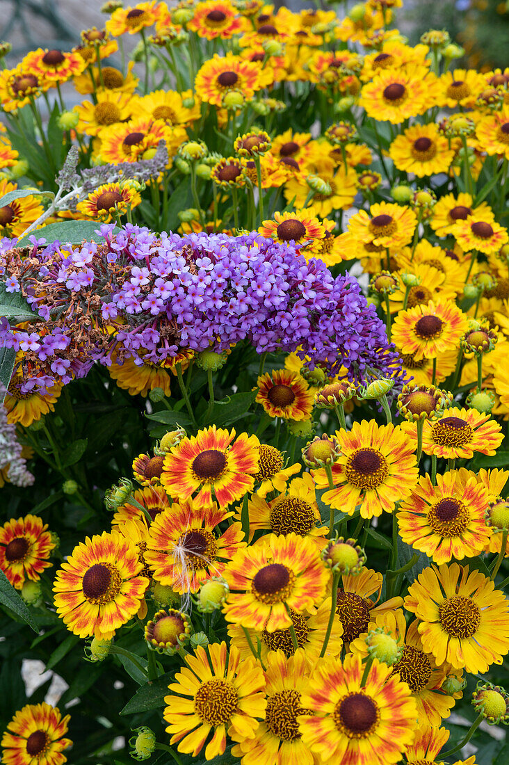 Helenium 'wheel of flames' and Buddleia (Butterfly bush)