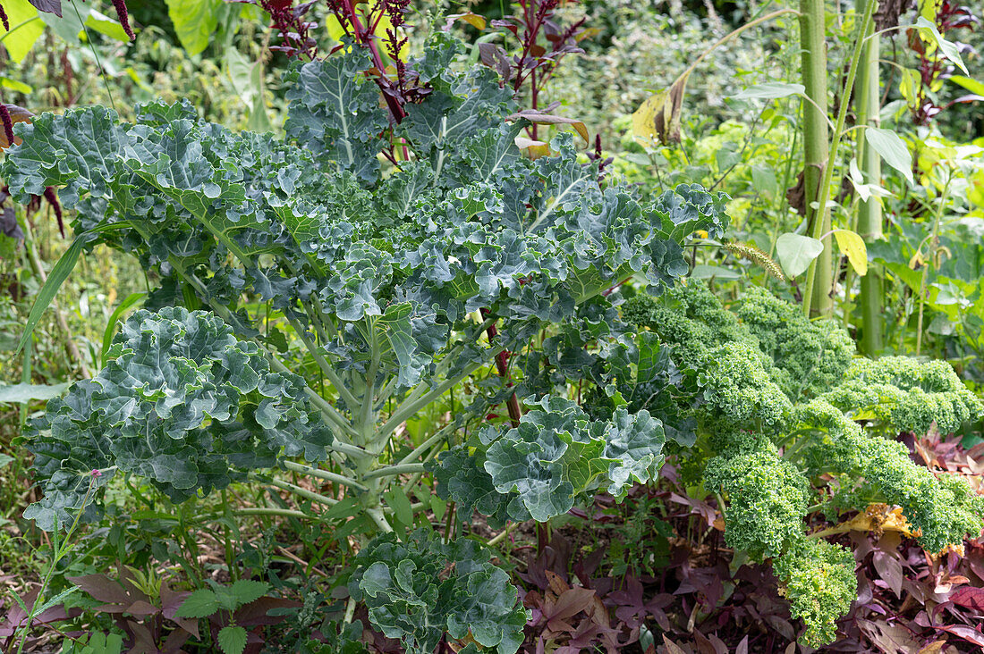 Kale Growing in Garden