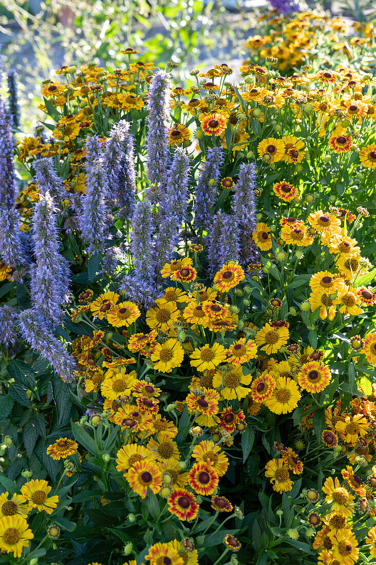 Sun bride 'wheel of flame' and scented nettle