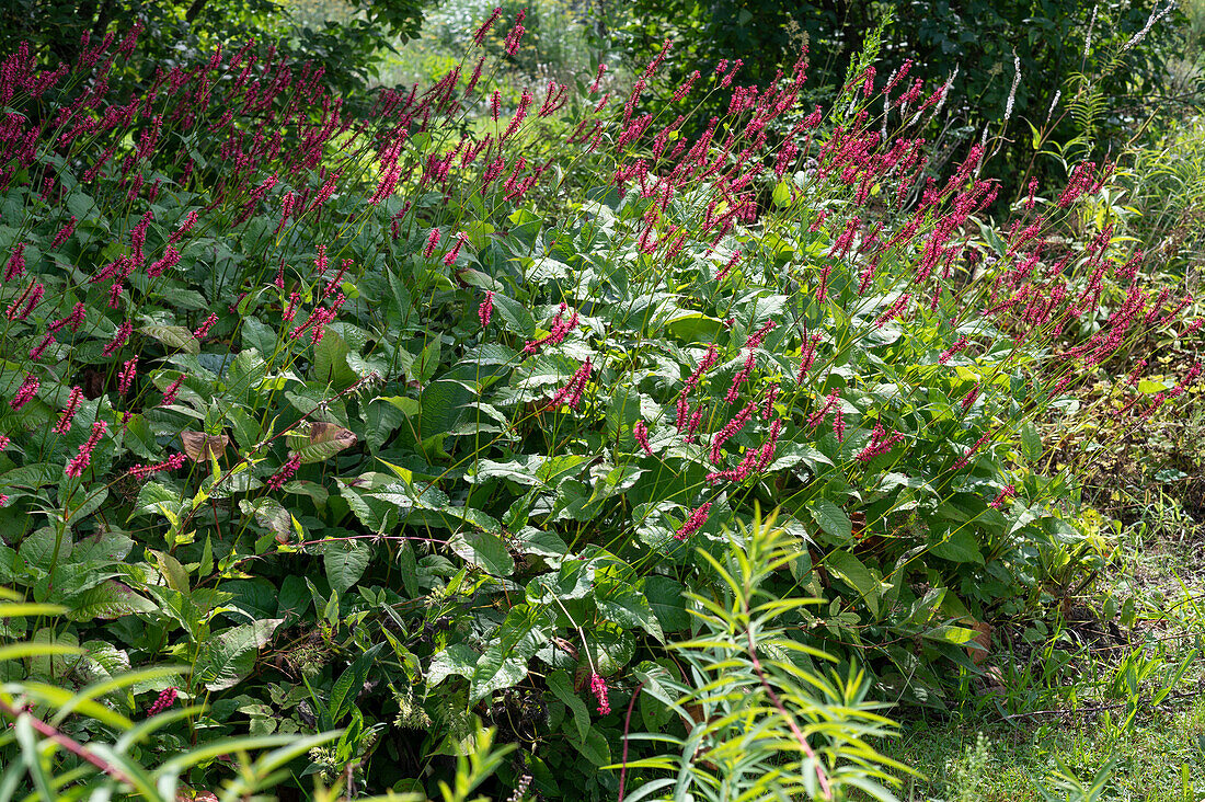 Red bistort 'Atropurpureum' in late summer
