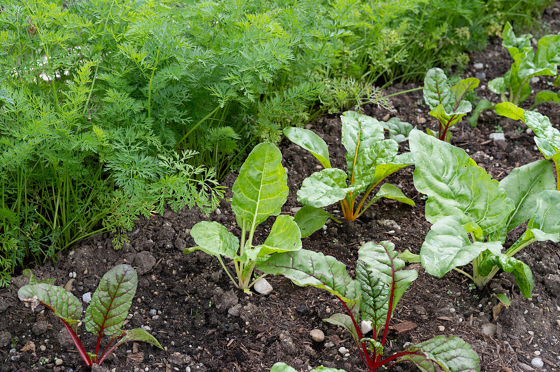 Vegetable garden with Swiss chard and carrots as bedding partners