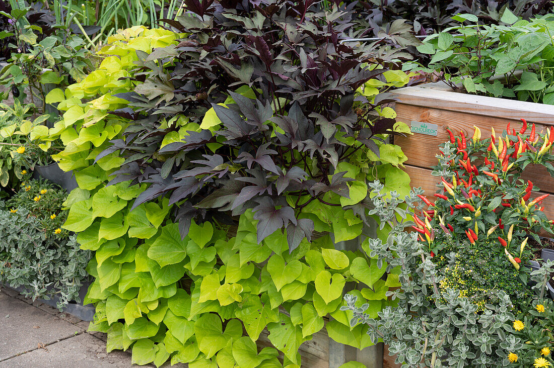 Sweet potato Sweet Heart 'Light Green' and 'Midnight Lace' in the raised bed, chili 'Basket of Fire', lemon thyme
