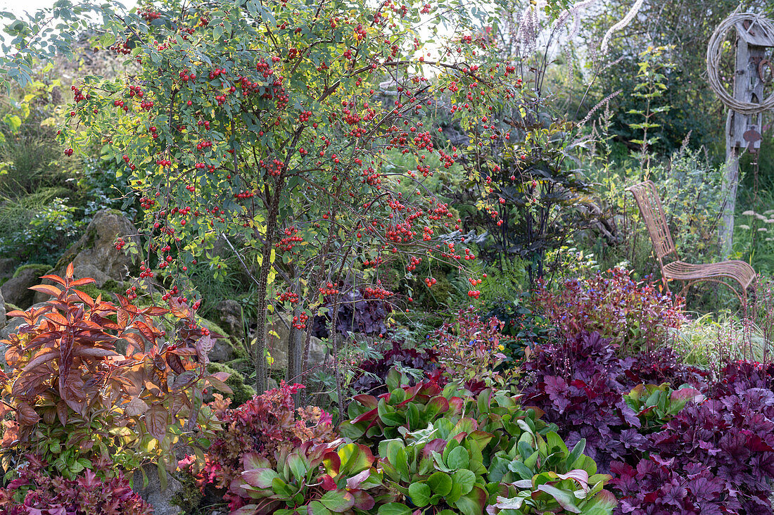 Perennial bed: rose with rose hips, bergenia, coral bells, Chinese plumbago, Baneberries 'Atropurpurea' and grass