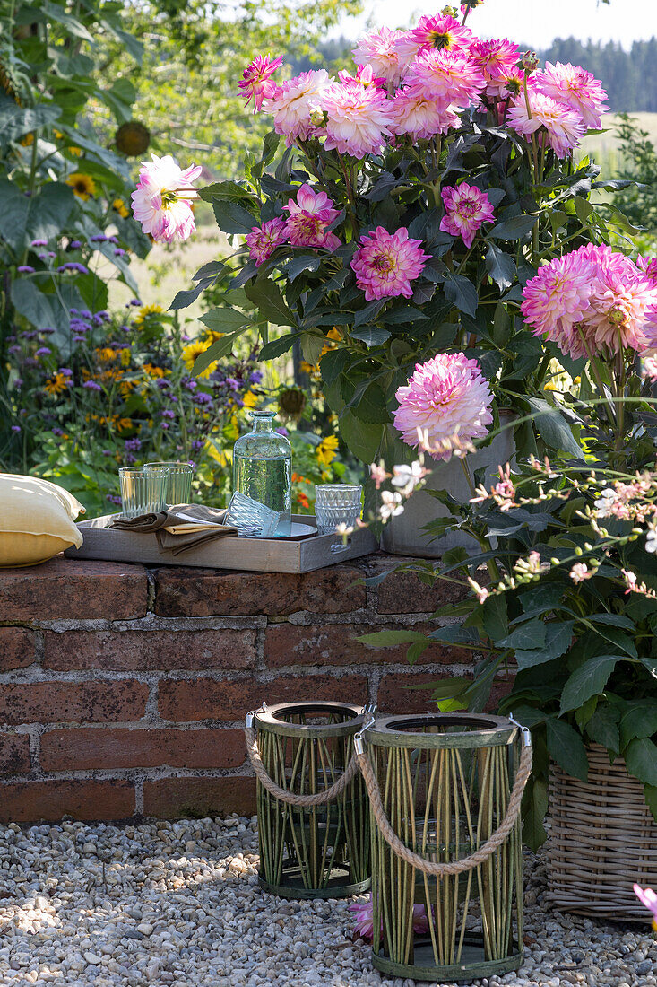 Topf mit Dahlie 'Gallery Bellini' auf Gartenmauer, Tablett mit Gläsern und Flasche, Laternen auf Kies