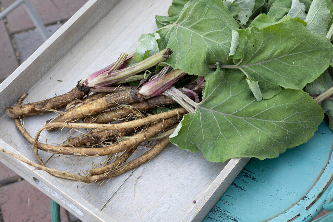 Burdock roots dug up for making burdock root tea