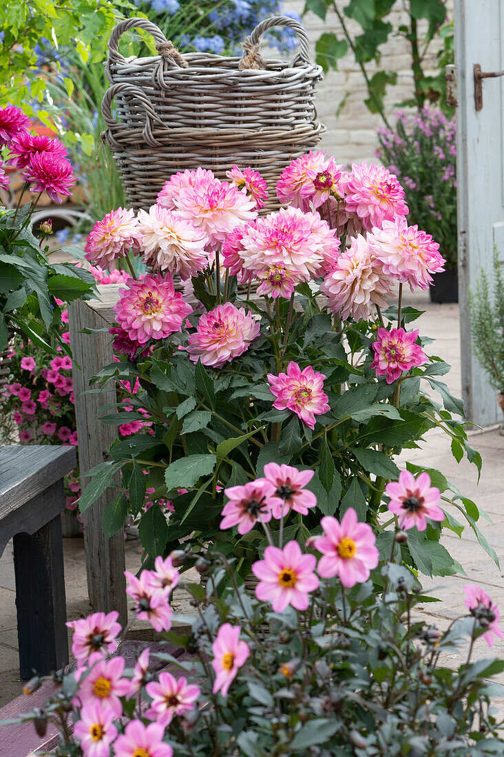 Gallery Bellini' and 'Mystic Dreamer' dahlias