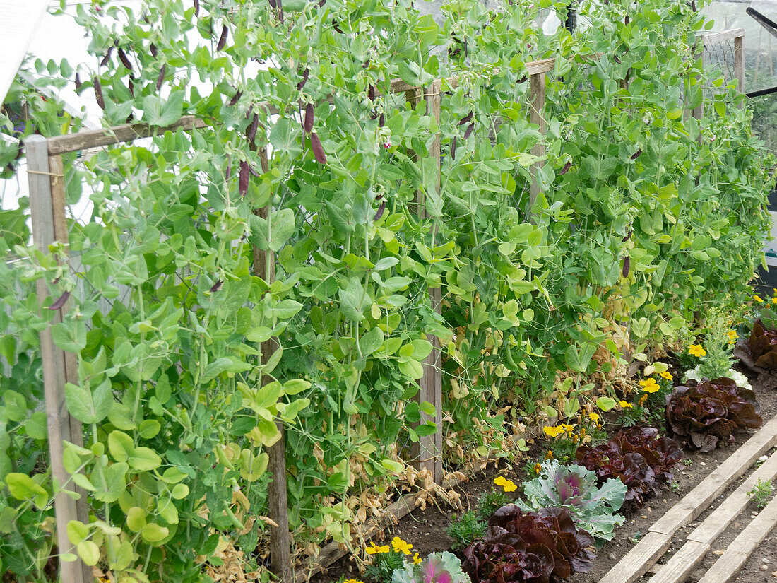 Capuchin pea 'Blauwschokker' on climbing support, underplanted with lettuce, ornamental cabbage and marigolds