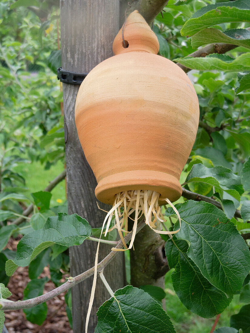 Beneficial insect shelter for earwigs