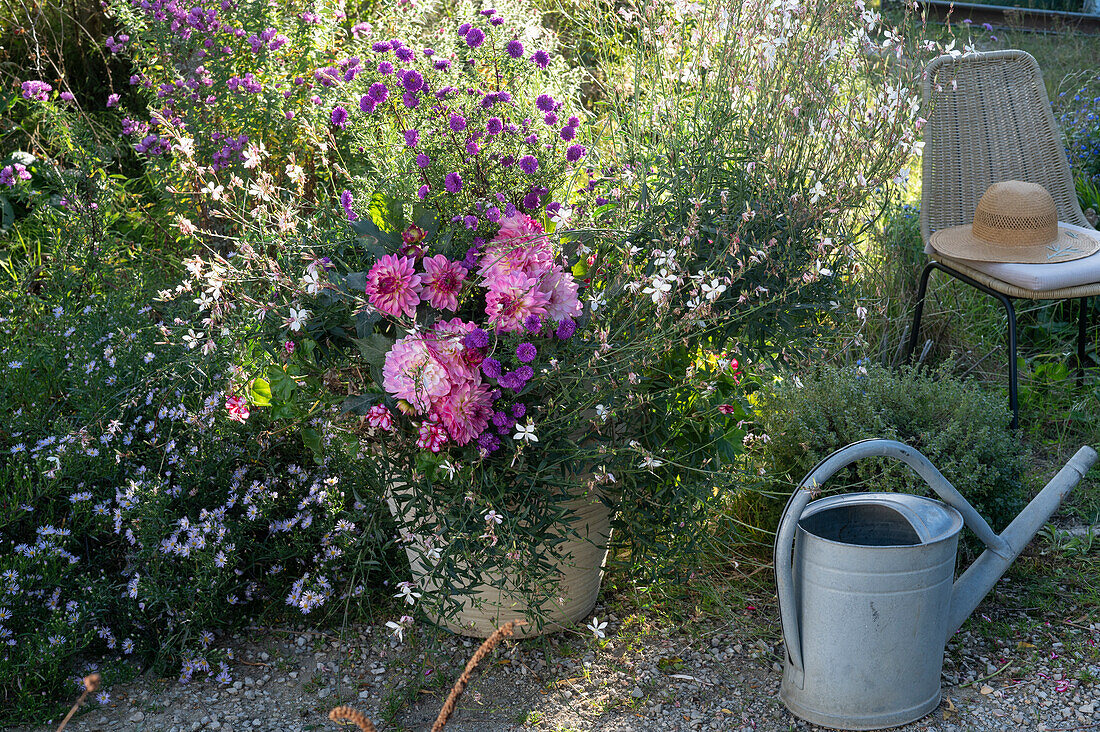 Dahlia, hanging geranium, American aster and white gaura in a large tub at the border with Kalimeris 'Madiva'