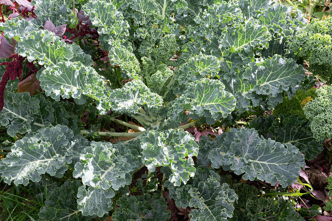 Kale in the bed