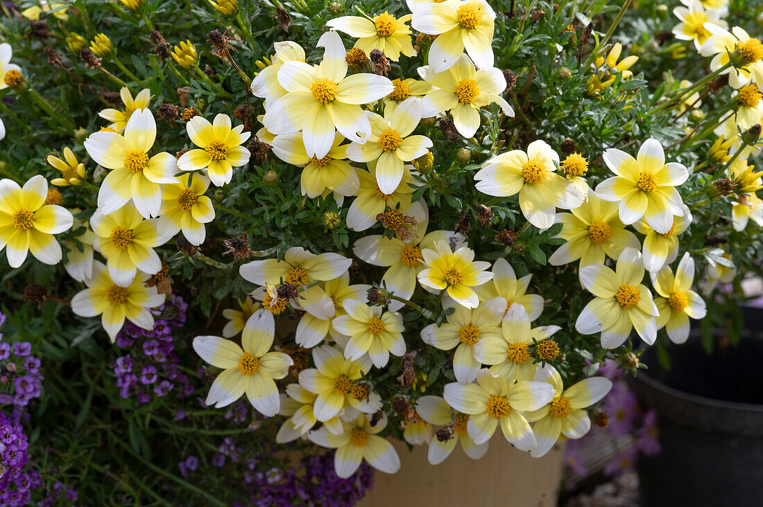 Bidens ferulifolia 'Lemon Moon'