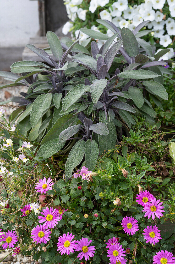 Purple Sage 'Purpurascens' and Swan River daisy 'Pink'.