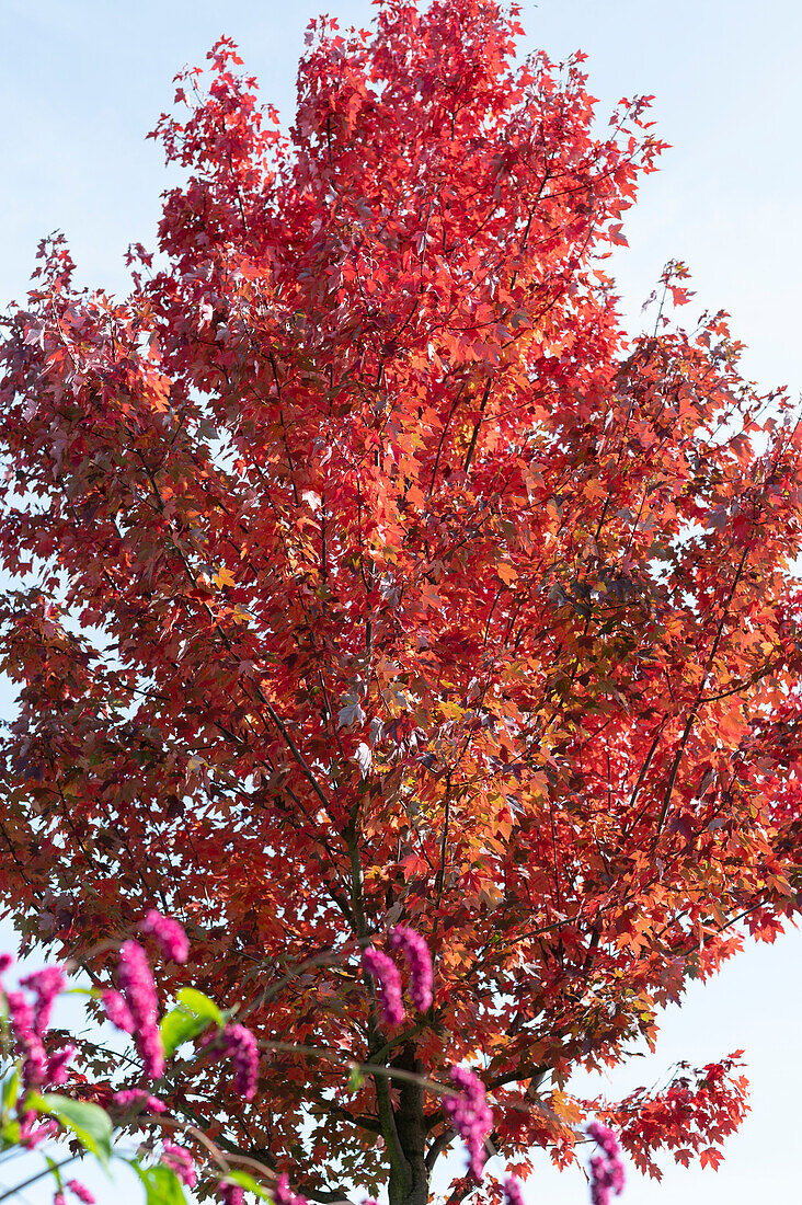 Red maple with a bright red autumn color