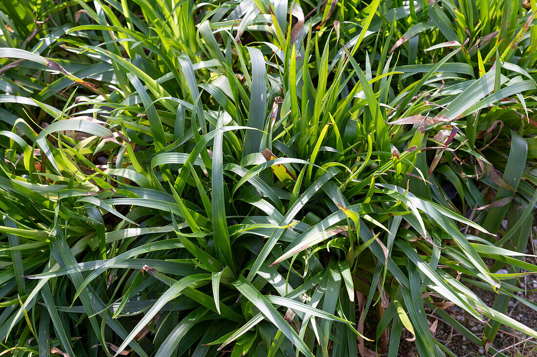 Broad-leaved sedge also called plantain sedge