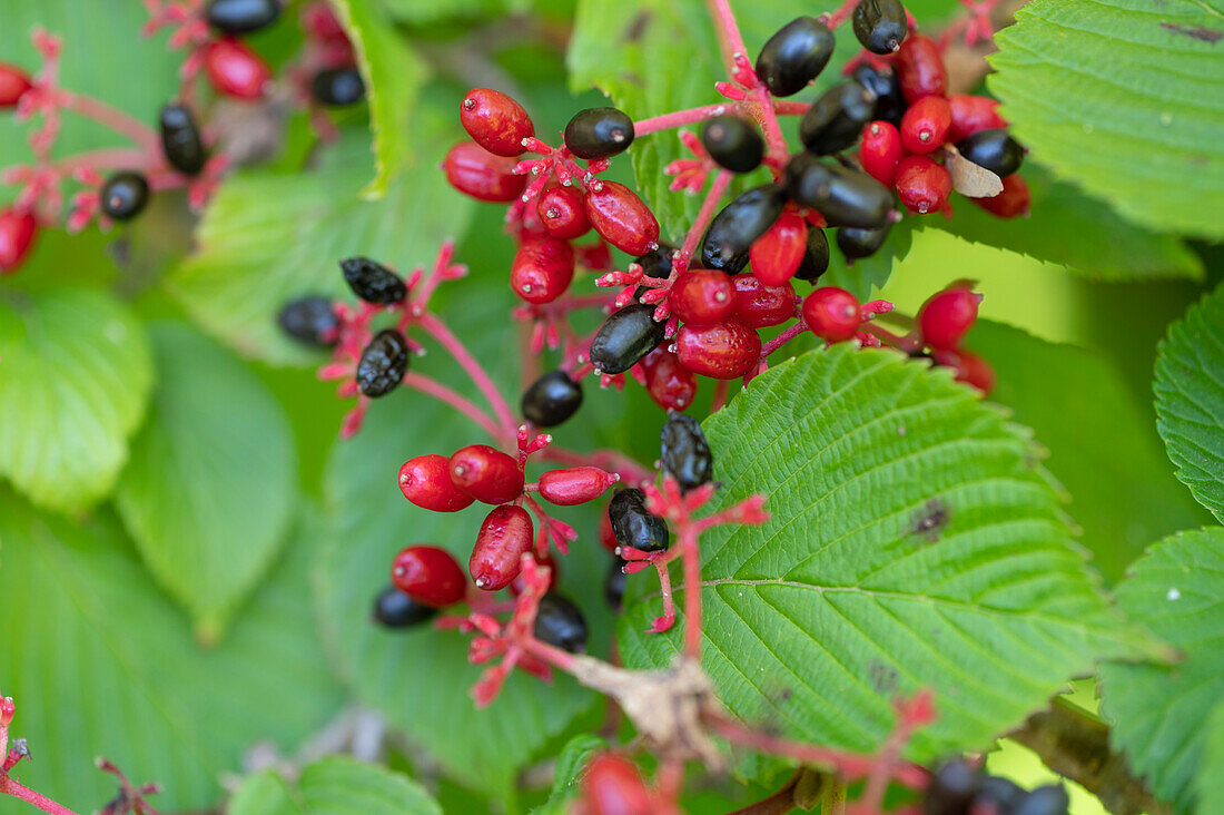 Japanese hydrangea 'Cascade' berries