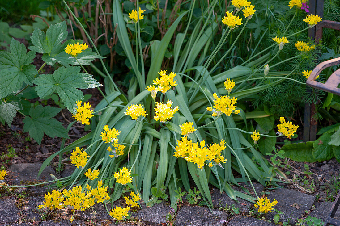 Gold leeks blossoms in June