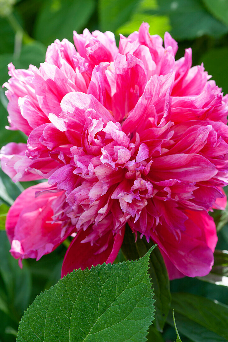 Pink peony