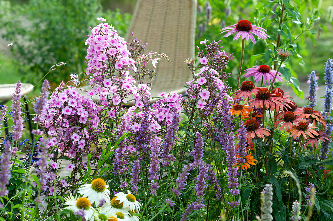 Insect-friendly perennial bed: Anise hyssop, echinacea and garden herbaceous phlox 'country wedding'