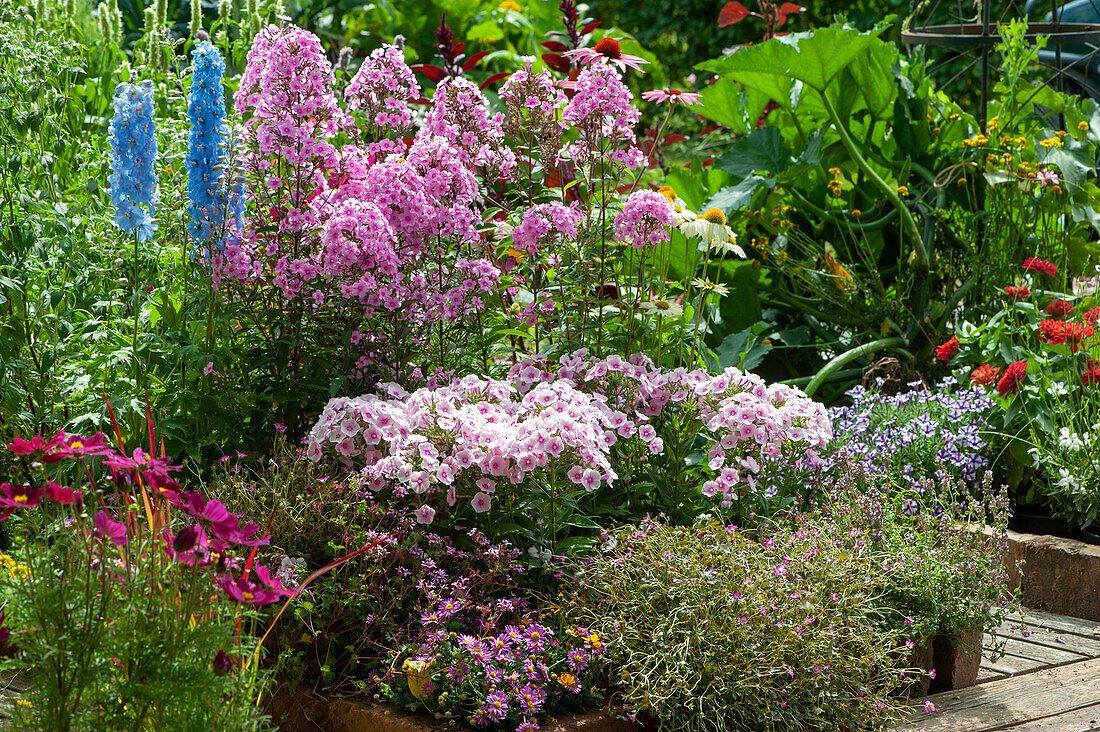 Tall perennial phlox 'Landhochzeit' 'Kirmesländler', delphinium Magic Fountain 'Sky Blue', cranesbill 'Orkney Cherry', Swan River daisy, thyme, ornamental basket, petunia Mini Vista, zinnia and white gaura.