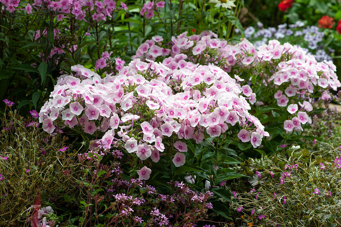 Tall garden phlox 'Kirmesländler' in the flower bed