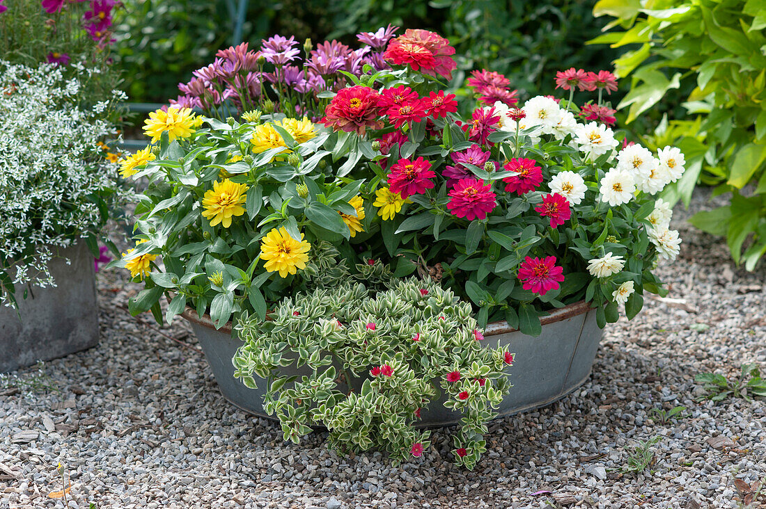 Zinc tub with zinnias, variegated white iceplant 'Variegata' and African daisies on a gravel terrace