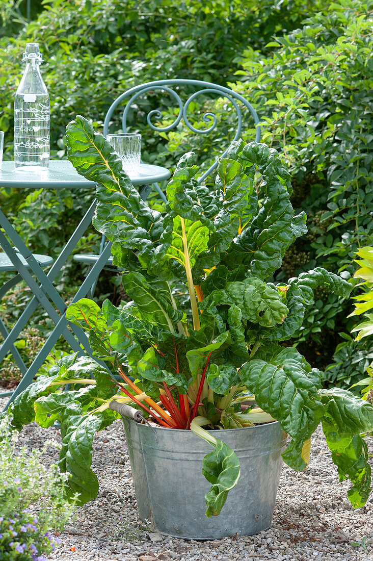 Zinc tub with Swiss chard 'Bright Ligths' on gravel terrace