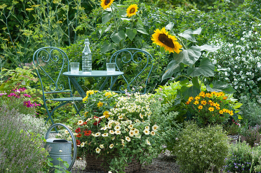 Small seating area between beds and pots with Petunia Beautical, Nemesia, Sunflower, Anise Hyssop, Helenium, Mint 'Calixte', African daisy, Lavender and cosmos