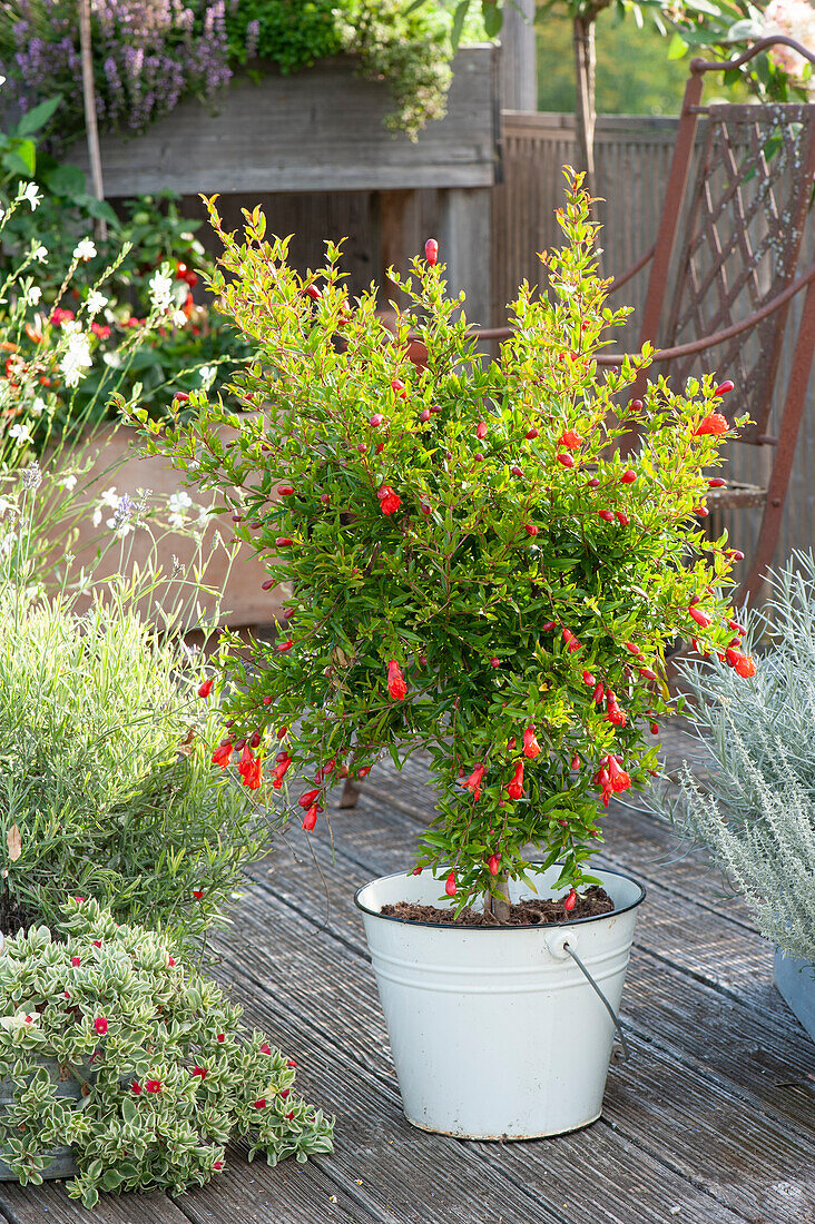 Blooming dwarf pomegranate sapling, heart-leaved iceplant 'Variegata' and lavender 'Platinum Blonde'