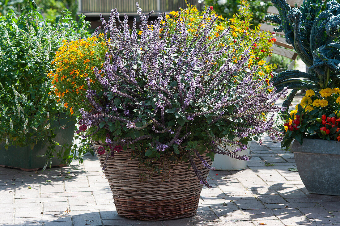 Strauchbasilikum 'African Blue' und Gewürztagetes im Korb