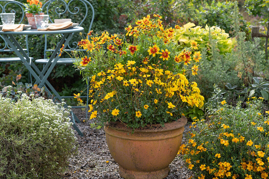 Bidens ferulifolia, tickseed 'UpTick Gold & Bronze' and marigolds flower in a pot on gravel terrace