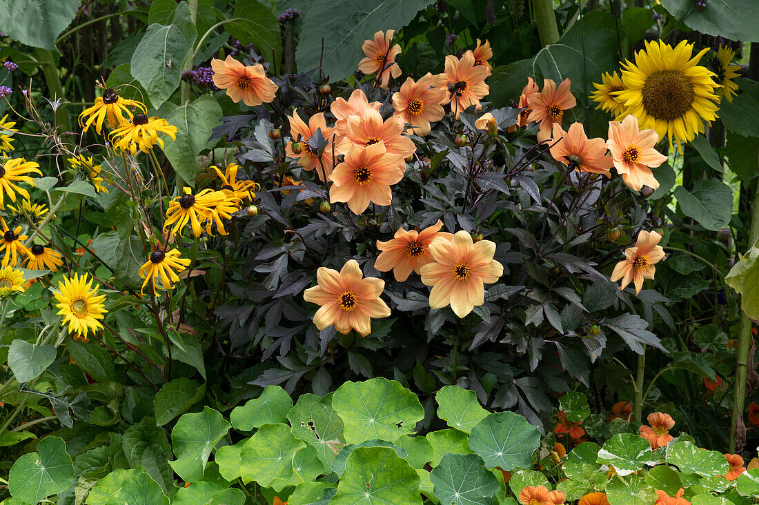 Spätsommerbeet mit Sonnenblumen, Dahlie Mystic 'Spirit', gelber Sonnenhut 'Goldsturm' und Kapuzinerkresse