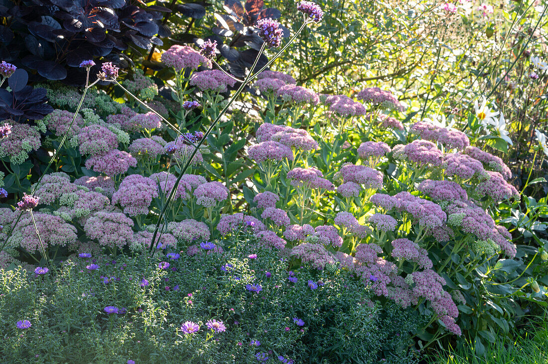 Tall stonecrop and aster in the border