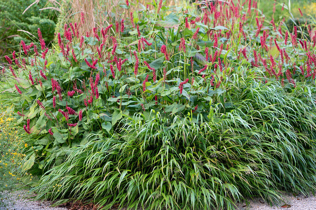 Candle knotweed 'Atropurpureum' and Japanese mountain grass