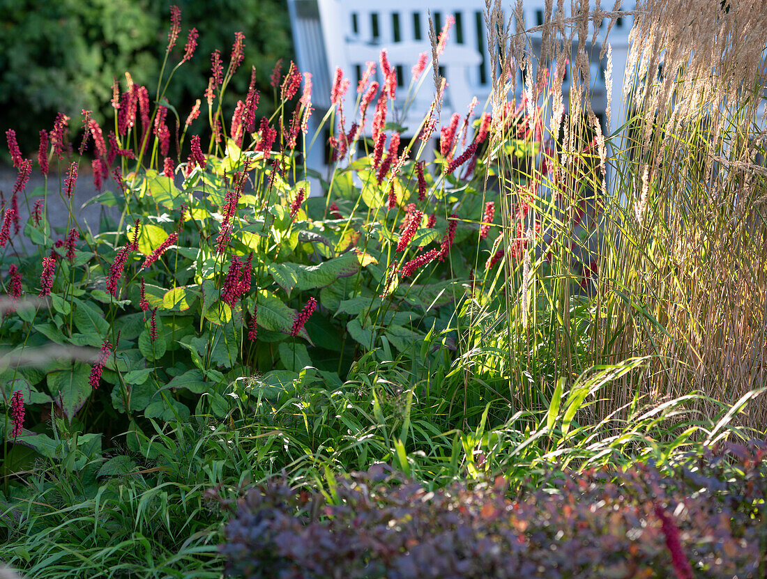 Red bistort 'Atropurpureum' and grasses in late summer