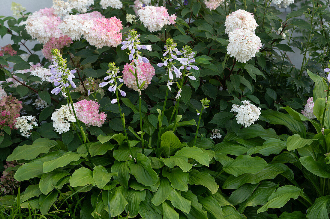 Funkie 'Royal Standard' and panicle hydrangea 'Vanilla Fraise' in the border
