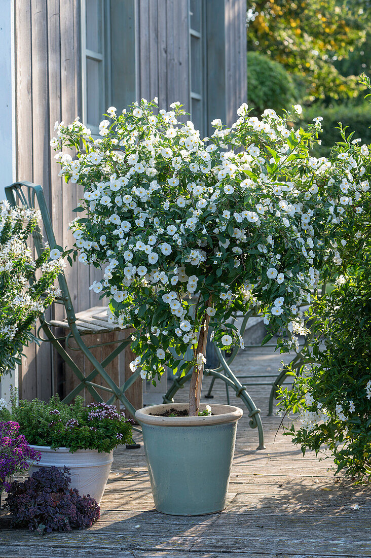 White flowering gentian shrub, pot with oregano 'Compactum